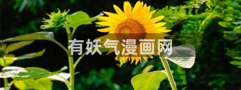 yy漫画无删减版：有妖气漫画网